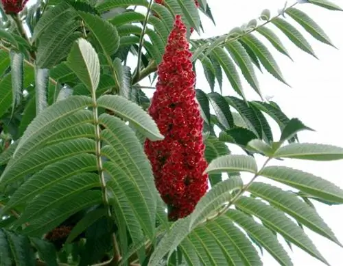 Листья и цветки Rhus typhina