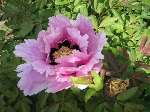 красивый цветок Paeonia rockii