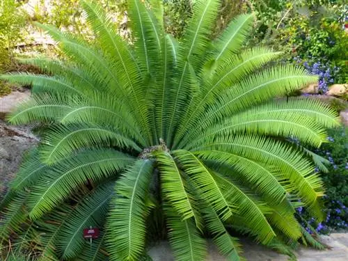 Тенистые растения для открытого грунта