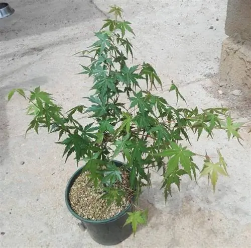 Acer palmatum в горшке