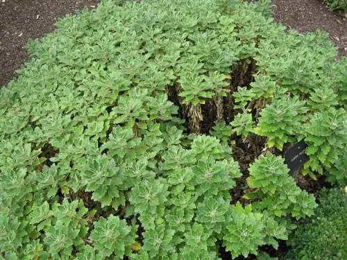 Растение аджания тихоокеанская