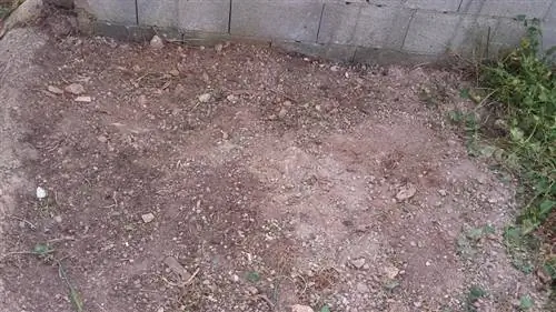 голая земля