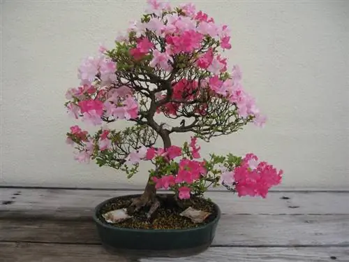 Азалия Бонсай