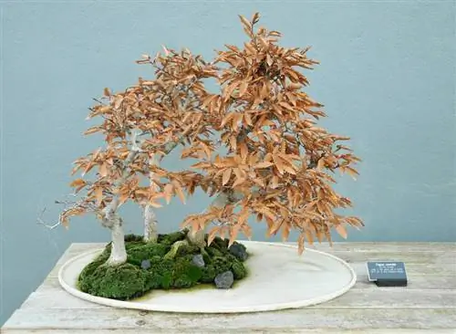 Fagus crenata бонсай