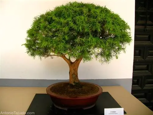 можжевельник бонсай