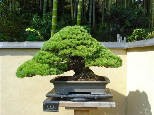 бонсай из сосны