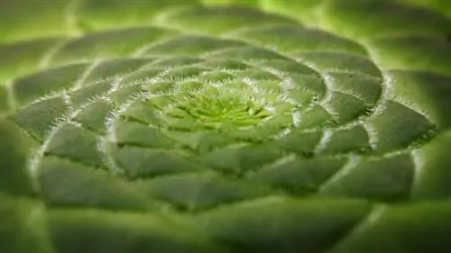 Вид на растение Aeonium tabuliforme