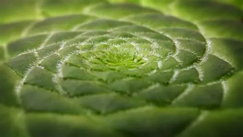 Aeonium tabuliforme, самый яркий суккулент