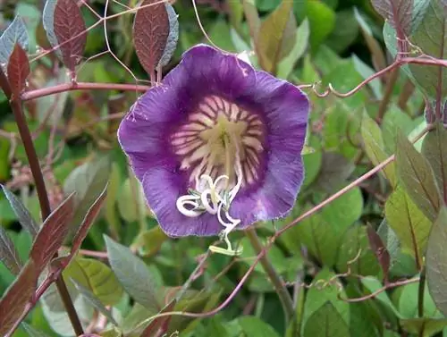Cobaea scandens в цвету