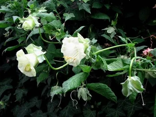 Цветы Cobaea scandens 'Alba'