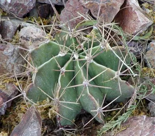 Образец Astrophytum ornatum