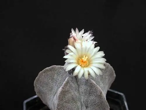 Образец Astrophytum myriostigma в цветке