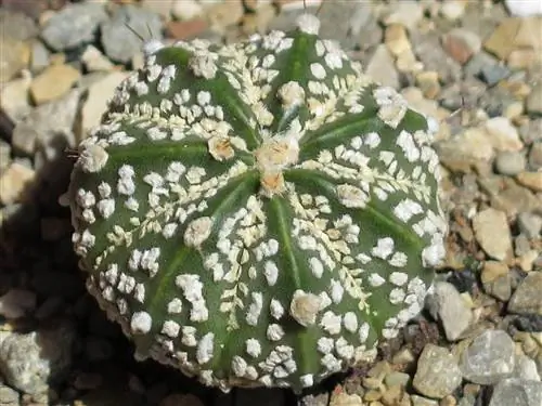 Каков уход за кактусом Astrophytum?