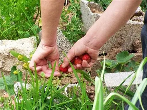 человек, работающий в саду