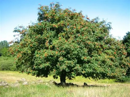 Взрослый экземпляр Sorbus aucuparia