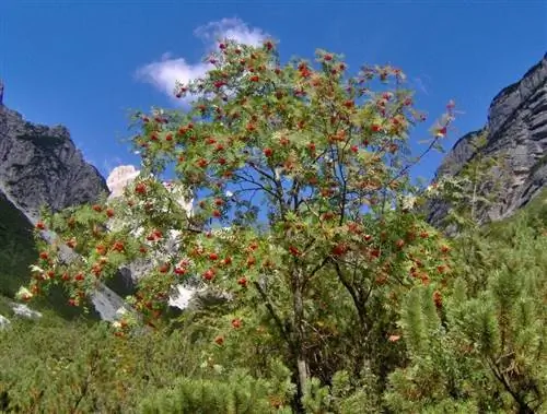 Sorbus aucuparia в среде обитания