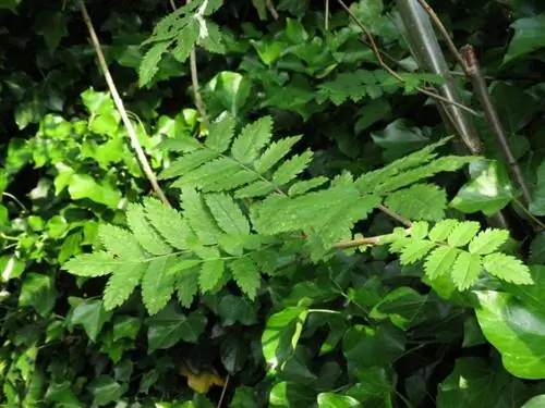 Листья Sorbus aucuparia