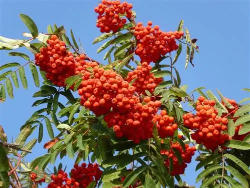Sorbus aucuparia или Рябина охотников, очень простоватое дерево