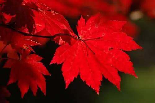 Листья Acer japonicum 'Vitifolium'
