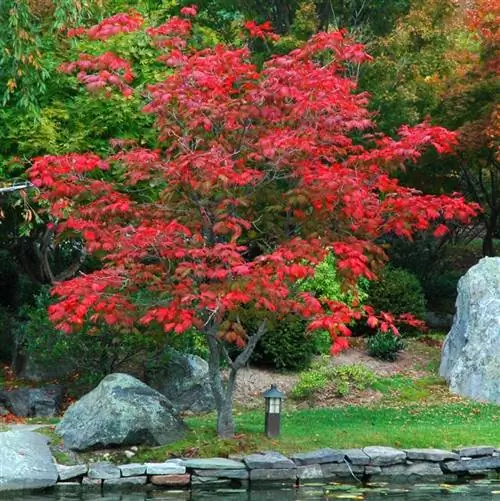 Acer japonicum 'Aconitifolium'