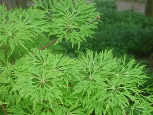 Acer japonicum 'Грин Каскад'