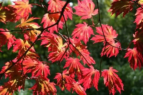 Листья Acer japonicum 'Aconifolium'