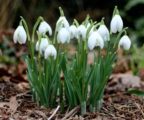 Galanthus nivalis в цветке