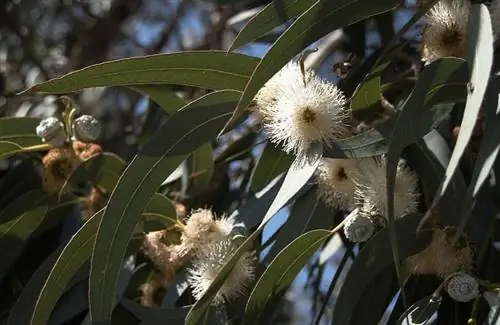 Споры, вызванные в Испании Eucalyptus Globulus