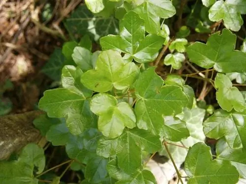 Листья Acer monspessulanum