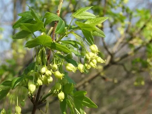 Цветы Acer monspessulanum subsp turcomanicum