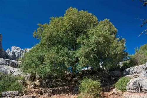 Acer monspessulanum или Arce de Montpellier, один из немногих, произрастающих на известняковых почвах