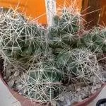 Растение корифанта макромерис