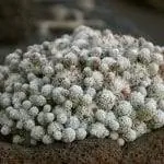 Образец Mammillaria vetula
