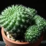 Образец Rebutia minuscula