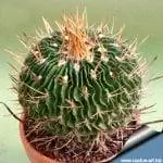 Образец Stenocactus multicostatus