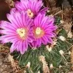 Цветы Stenocactus multicostatus