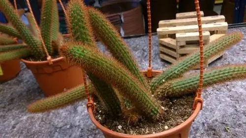 Образец Aporocactus flagelliformis