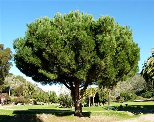 Pinus pinea происходит из Средиземноморья.