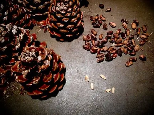 кедровые орехи Pinus pinea