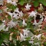абелия цветет