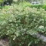 Образец Abelia x grandiflora