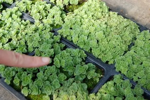 Растения Greenovia aurea