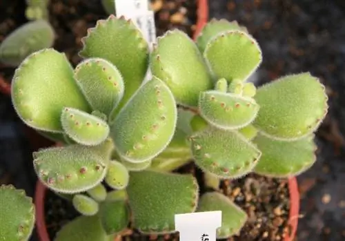 Взрослое растение Cotyledon tomentosa 'Ladysmithiensis'