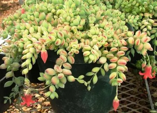 Висячее растение Cotyledon pendens
