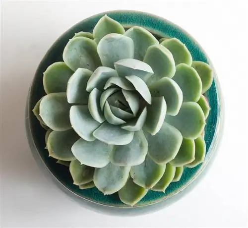 Выращивайте Echeveria derenbergensis в горшке Выращивайте Echeveria derenbergensis в горшке