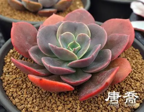 Echeveria 'Blue Metal', одно из драгоценных камней, которыми вы можете украсить свой внутренний дворик. Echeveria 'Blue Metal', одно из драгоценных камней, которыми вы можете украсить свой внутренний дворик.