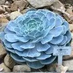 Echeveria lilacina, растение, которое легко найти в питомниках. Echeveria lilacina, растение, которое легко найти в питомниках.