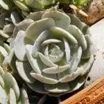 Echeveria elegans идеально подходит для начинающих. Echeveria elegans идеально подходит для начинающих.