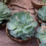 Цветущий экземпляр Echeveria glauca Цветущий экземпляр Echeveria glauca
