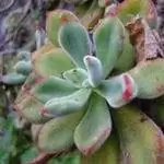 Вид на Echeveria pulvinata в среде ее обитания. Вид на Echeveria pulvinata в среде ее обитания.